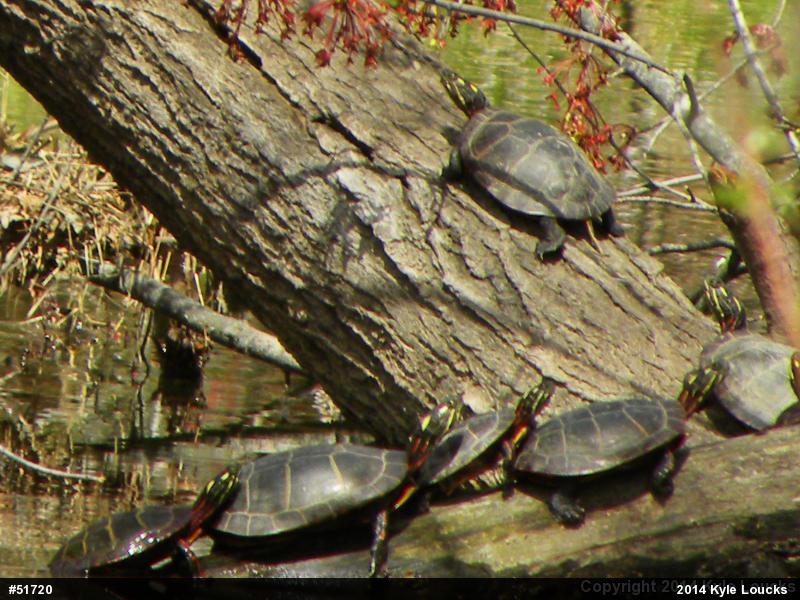 Eastern Painted Turtle