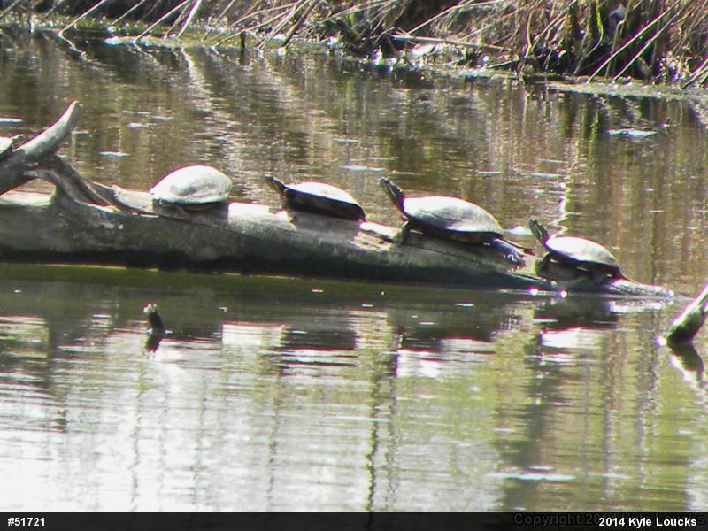 Painted Turtle