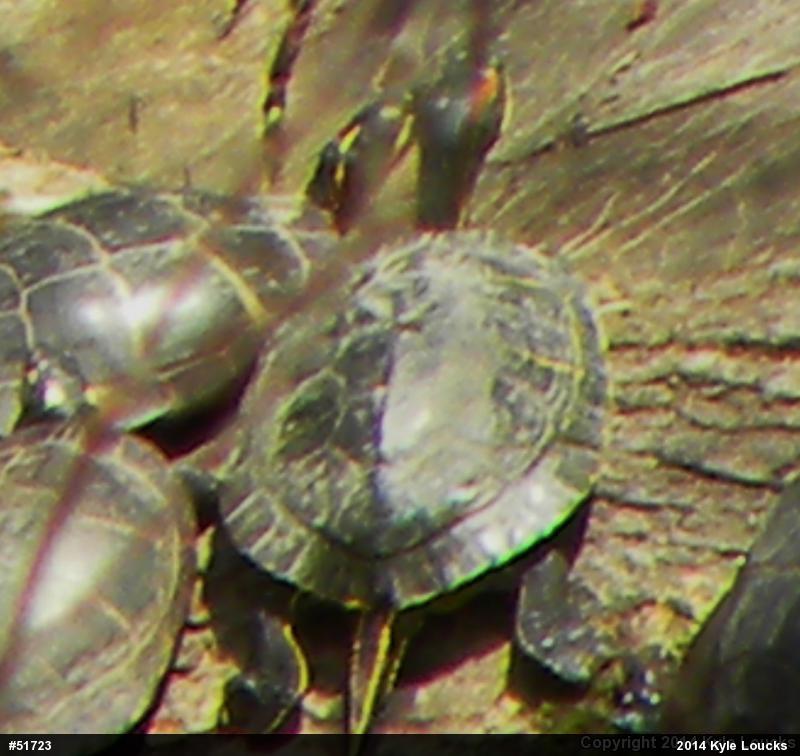 Red-eared Slider