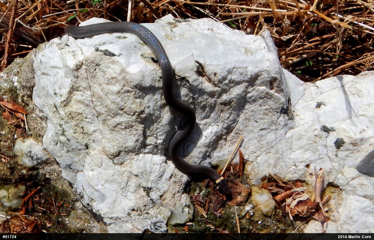 Northern Ring-necked Snake