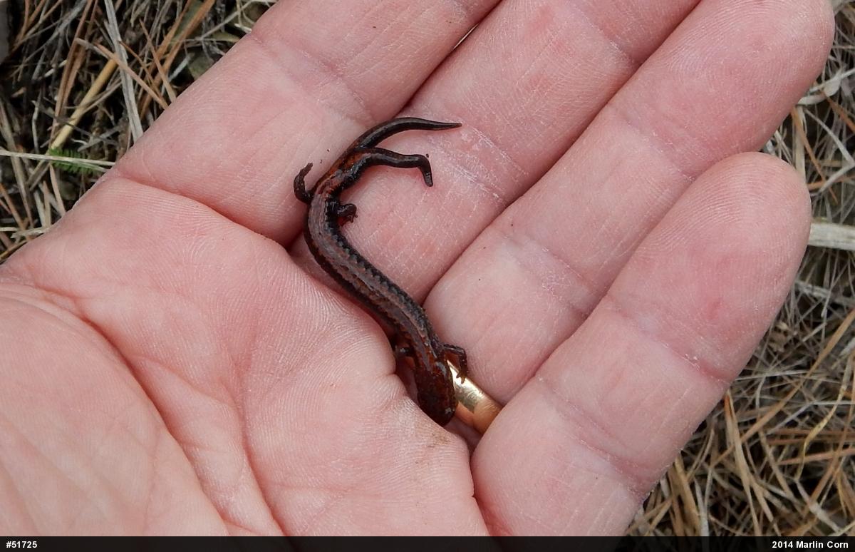 Eastern Red-backed  Salamander