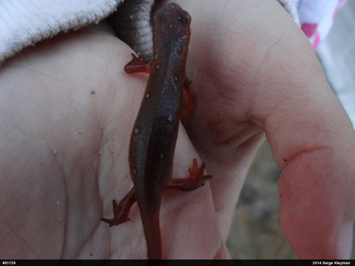 Red-spotted Newt