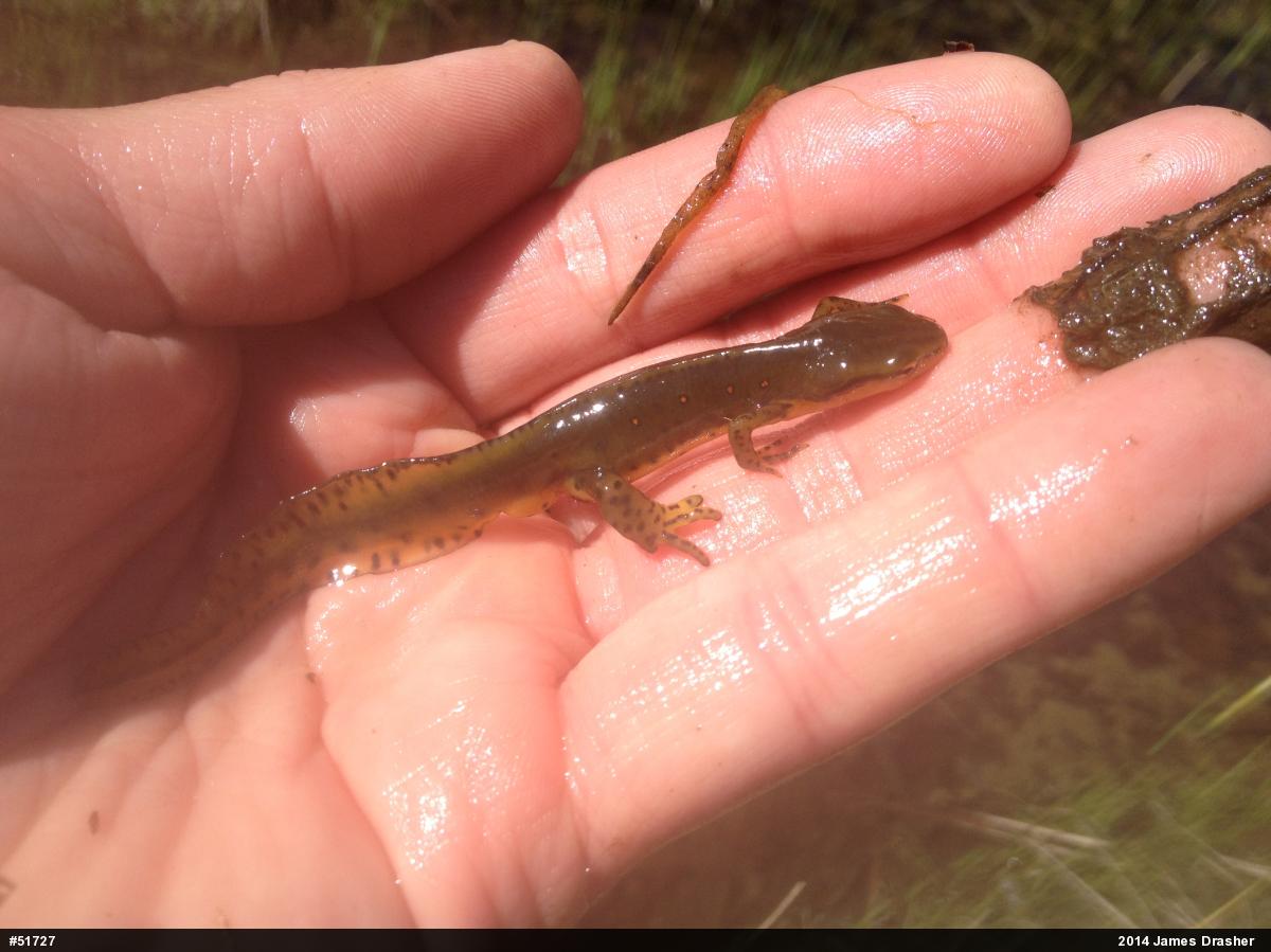 Red-spotted Newt
