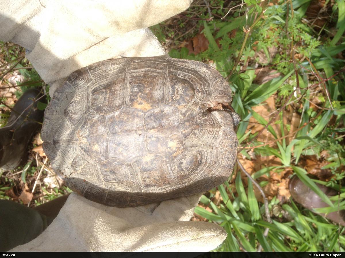 Wood Turtle