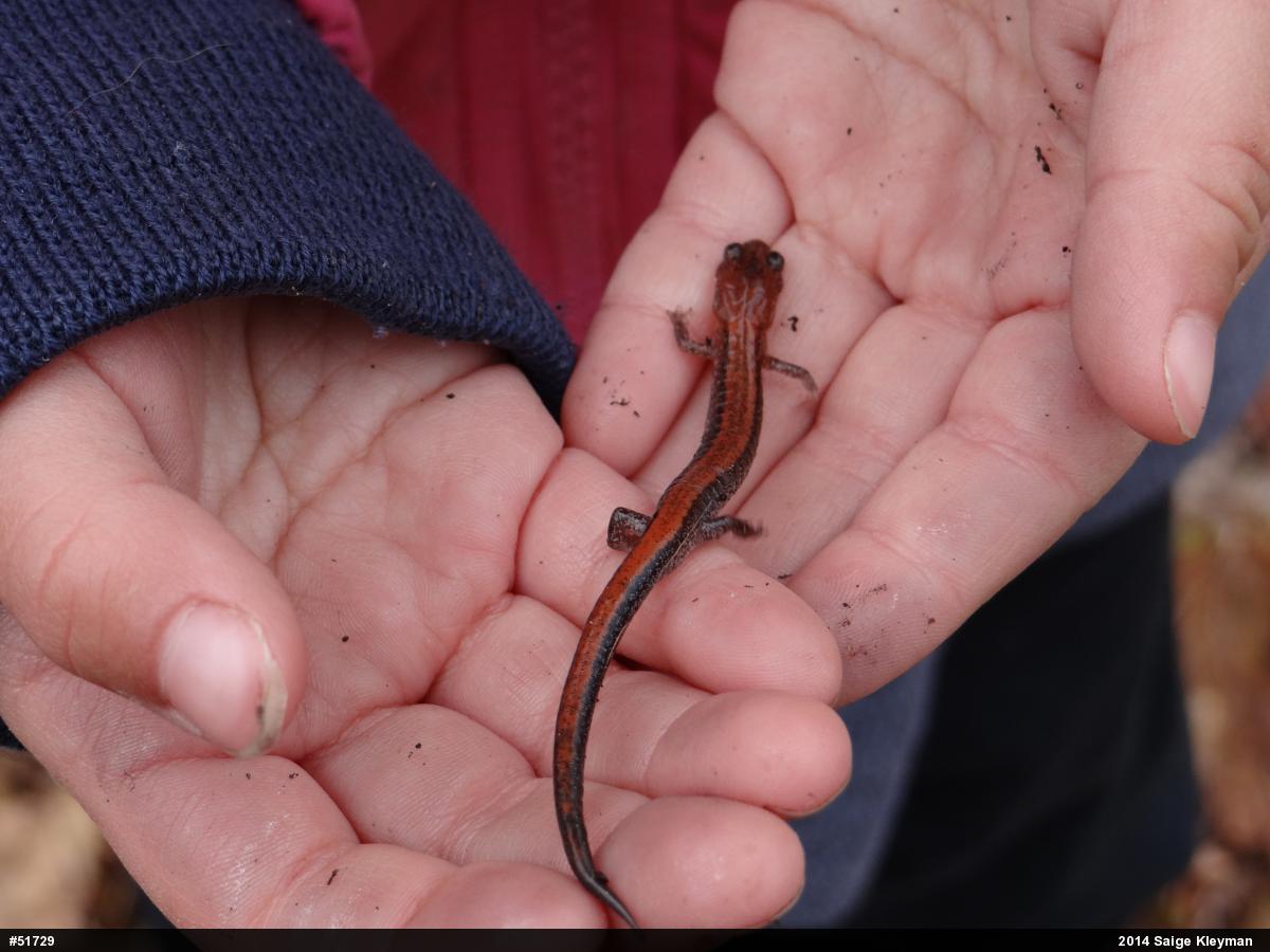 Eastern Red-backed  Salamander