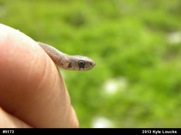 Dekay's Brownsnake