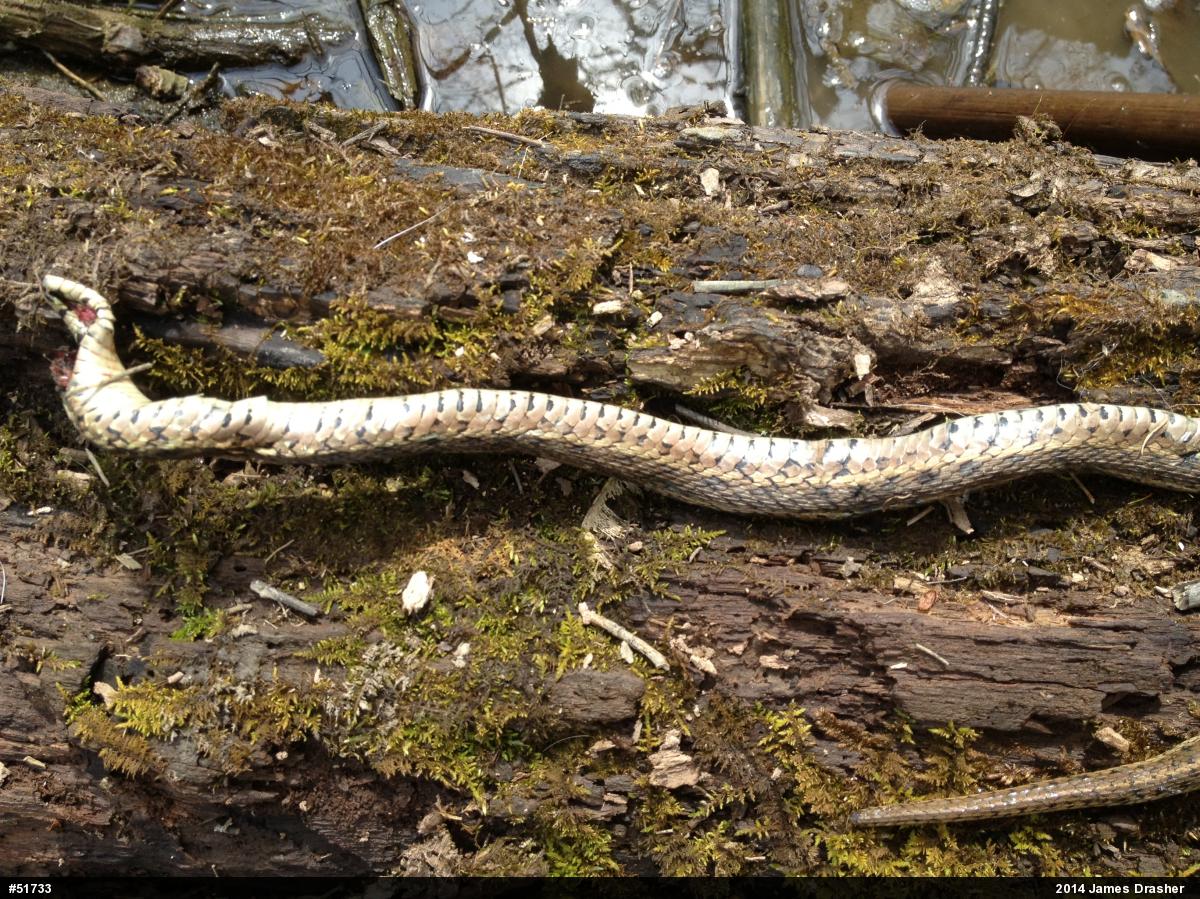 Eastern Gartersnake