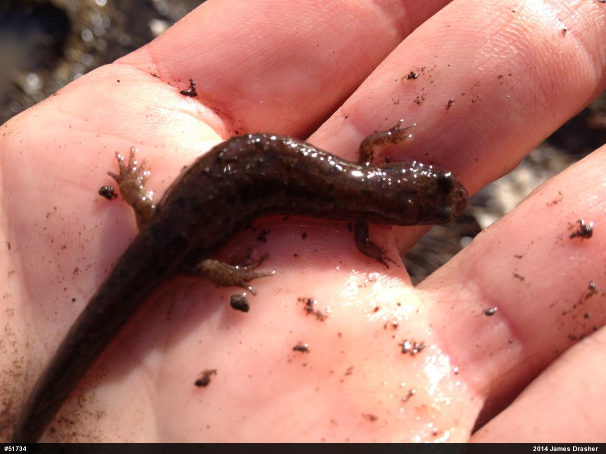 Northern Dusky Salamander