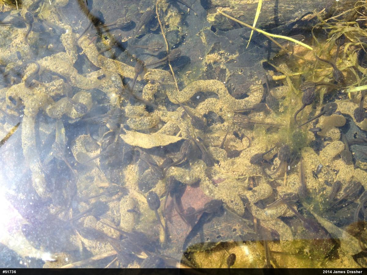 Wood Frog