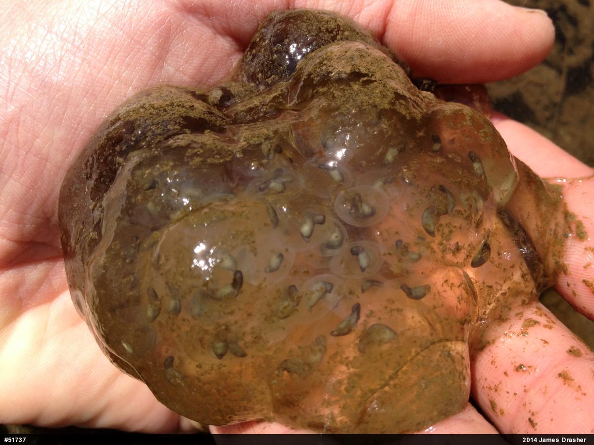 Spotted Salamander