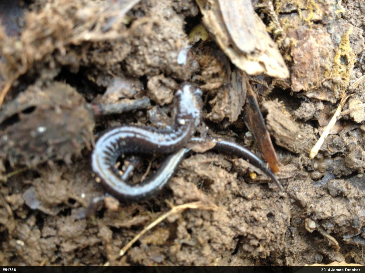 Eastern Red-backed  Salamander
