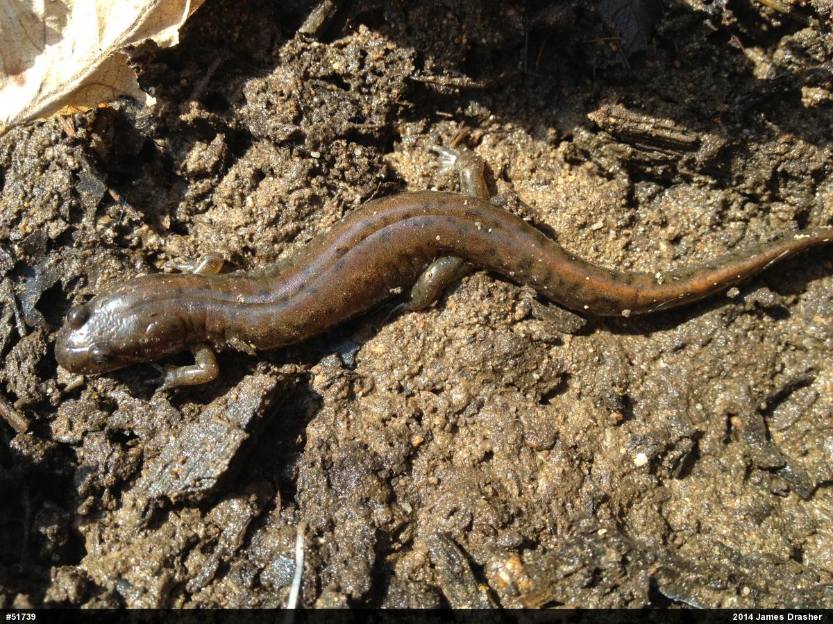 Northern Dusky Salamander