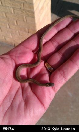 Dekay's Brownsnake