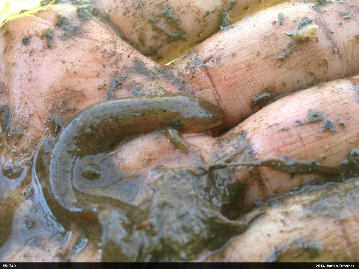Northern Red Salamander