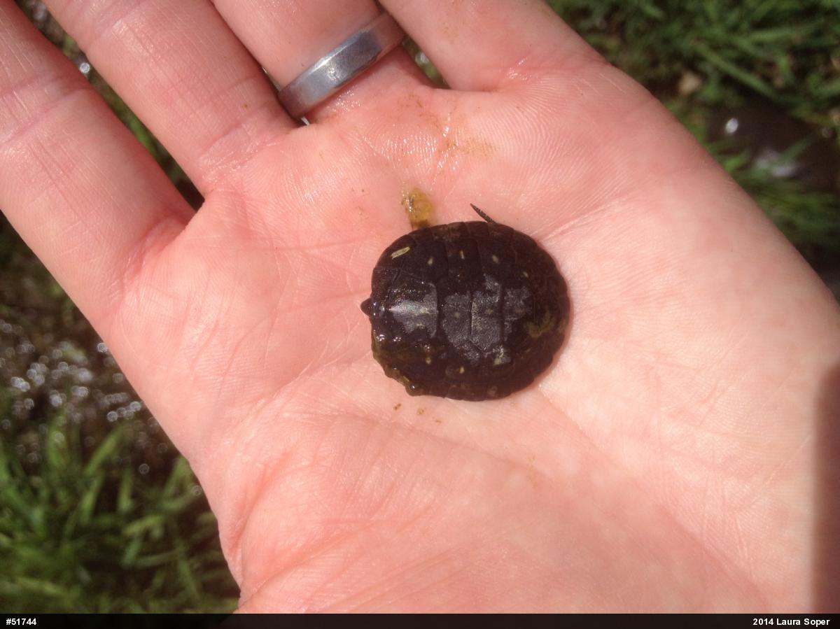 Spotted Turtle