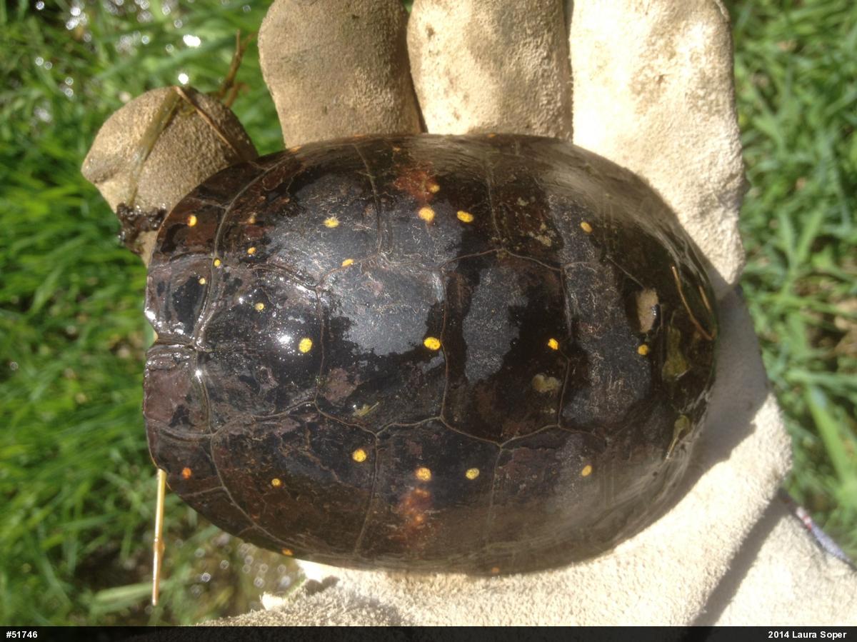 Spotted Turtle