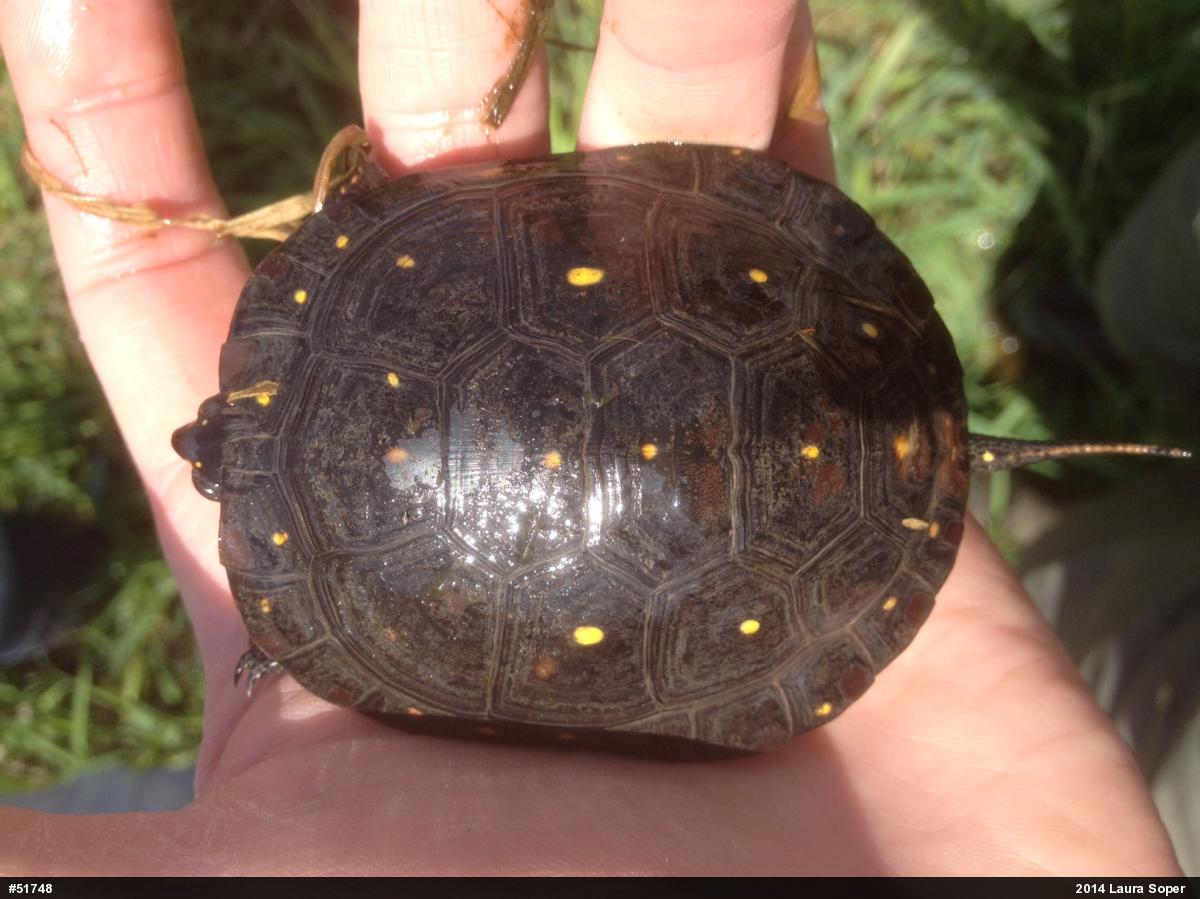 Spotted Turtle