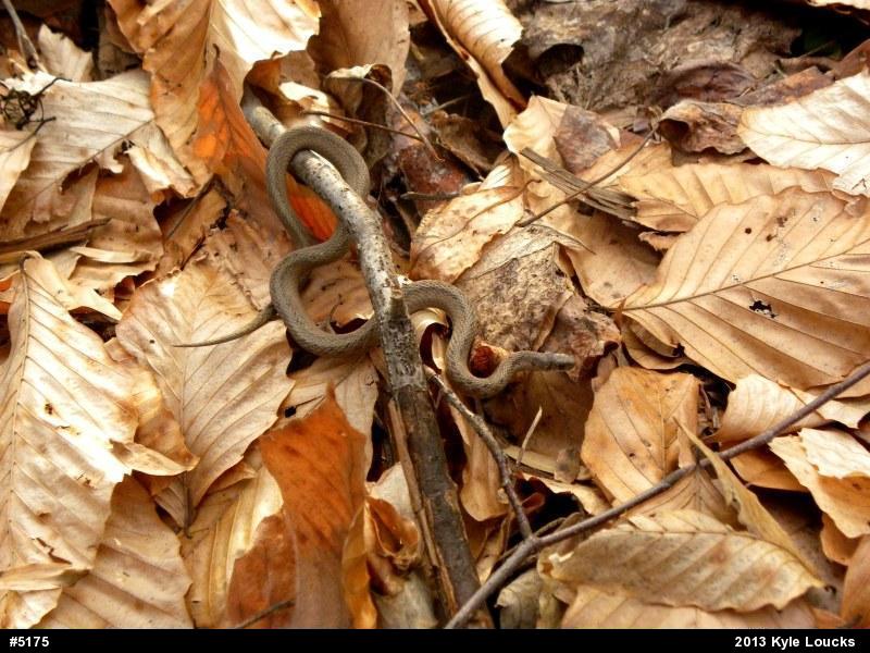 Dekay's Brownsnake