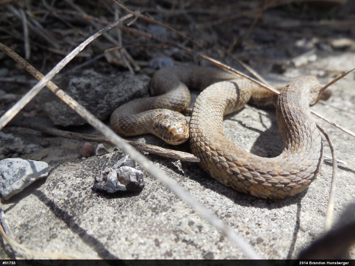 Northern Watersnake