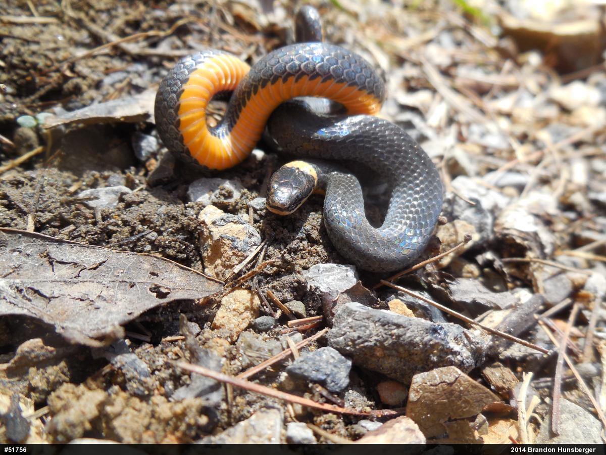Northern Ring-necked Snake