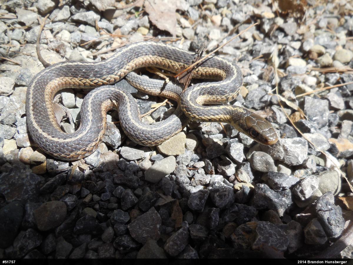 Eastern Gartersnake