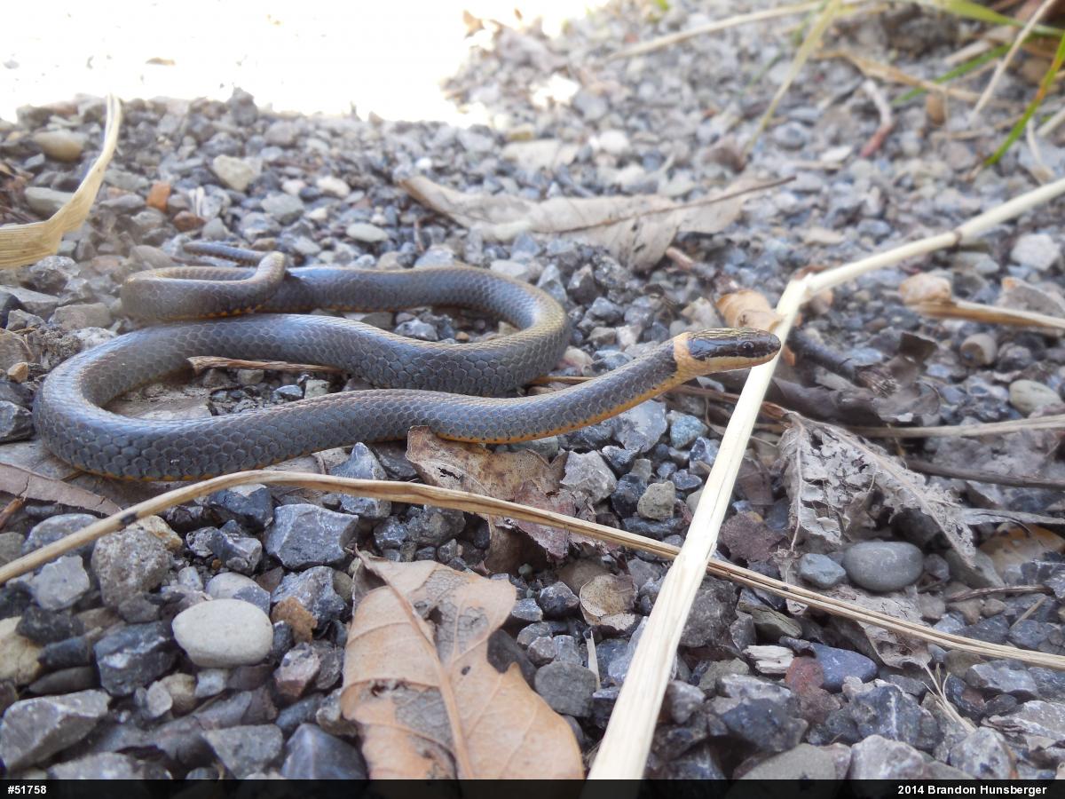 Northern Ring-necked Snake