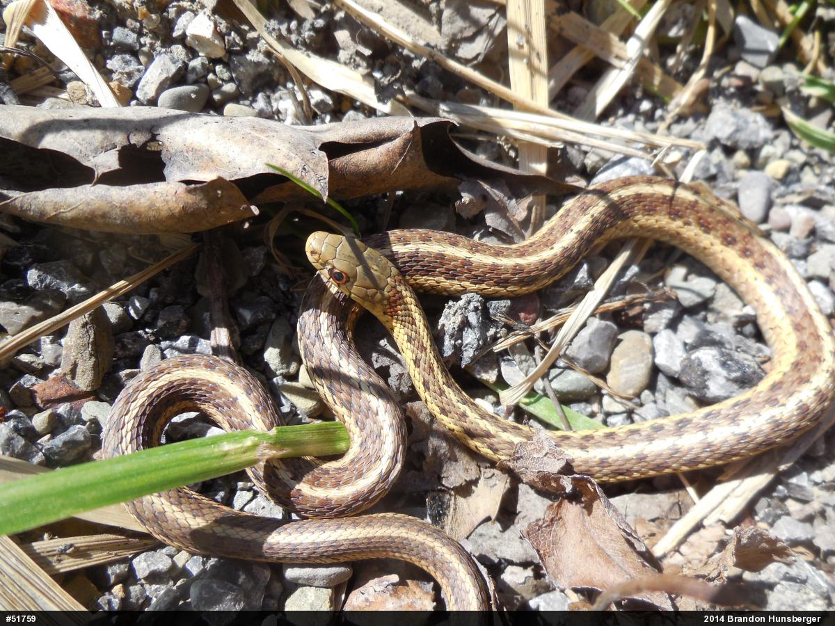Eastern Gartersnake