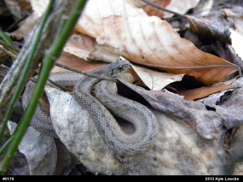 Dekay's Brownsnake