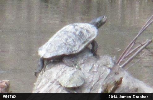 Northern Map Turtle