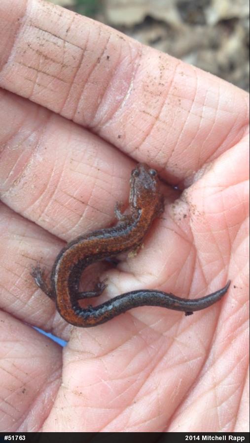 Eastern Red-backed  Salamander
