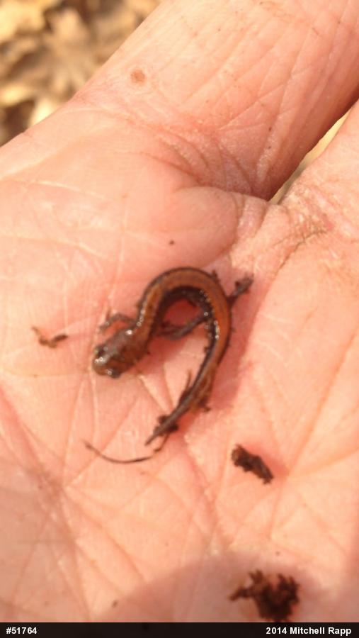 Eastern Red-backed  Salamander