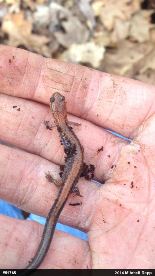 Eastern Red-backed  Salamander