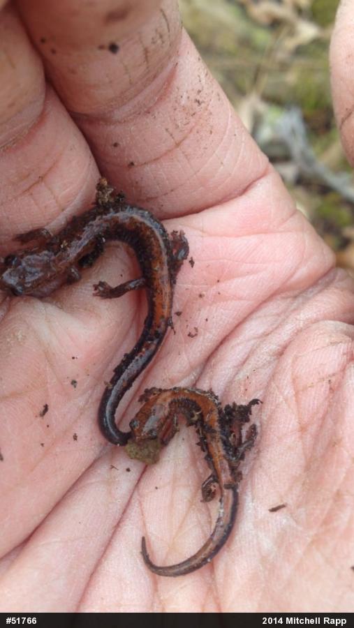 Eastern Red-backed  Salamander