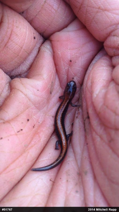 Eastern Red-backed  Salamander