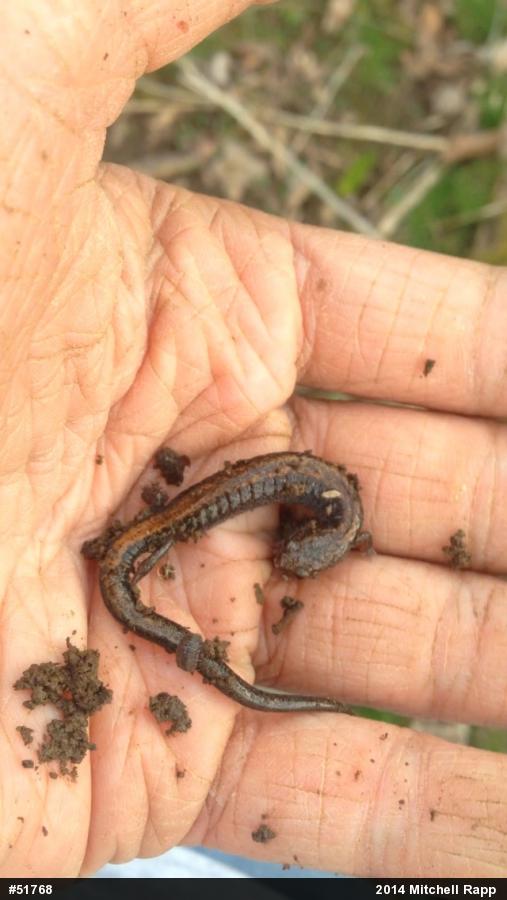 Eastern Red-backed  Salamander