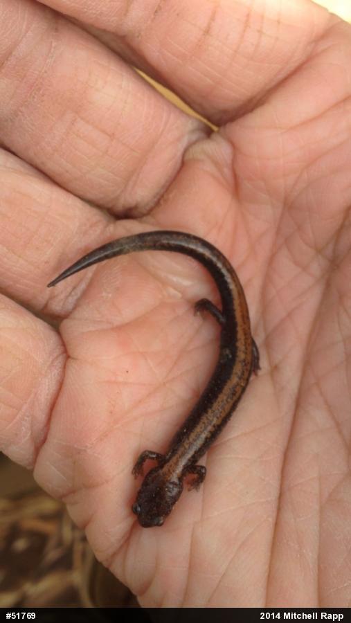 Eastern Red-backed  Salamander