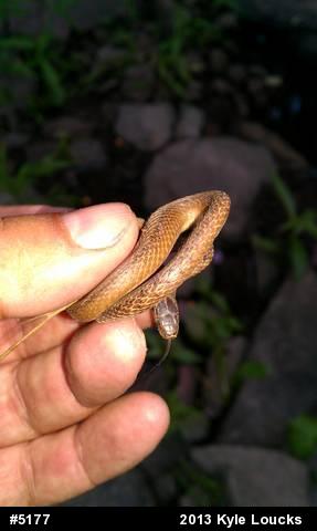 Dekay's Brownsnake