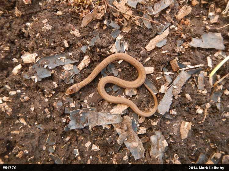 Dekay's Brownsnake