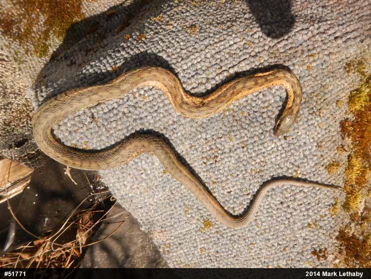 Eastern Gartersnake