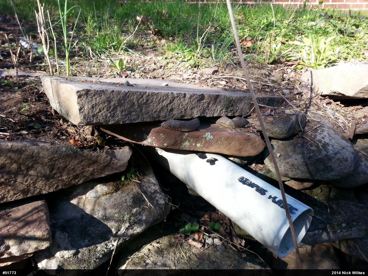 Northern Watersnake