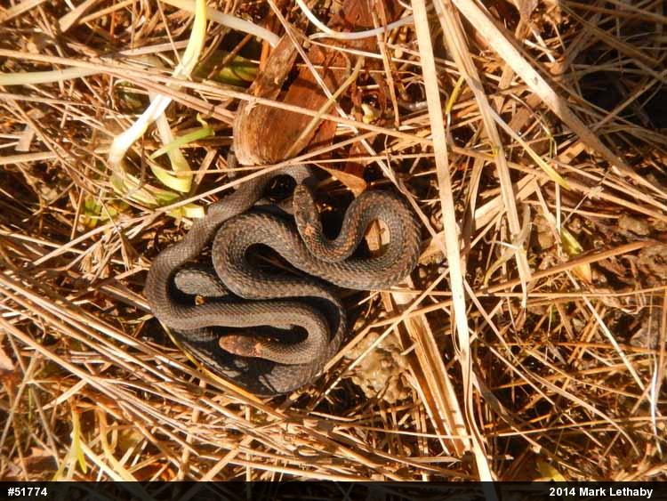 Red-bellied Snake