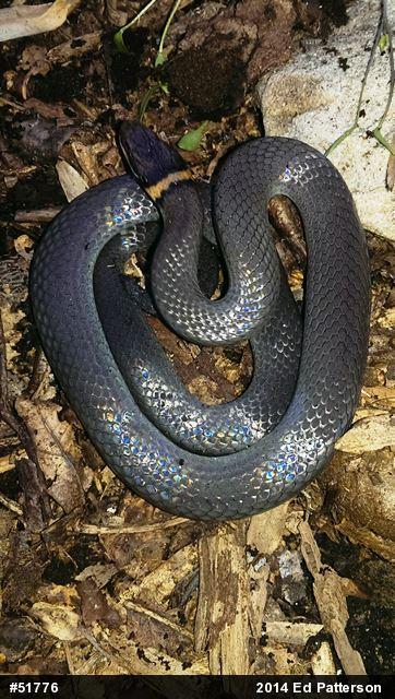 Northern Ring-necked Snake