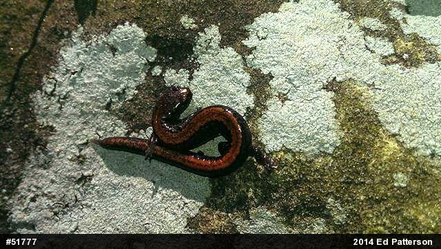 Eastern Red-backed  Salamander