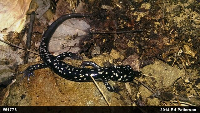 Northern Slimy Salamander