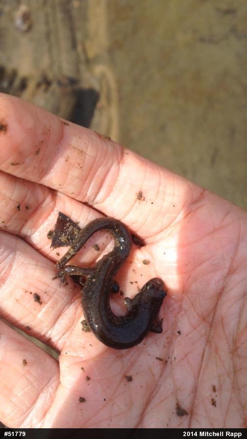 Northern Dusky Salamander