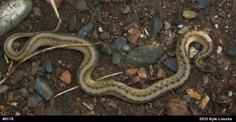 Dekay's Brownsnake