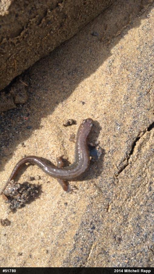 Northern Dusky Salamander