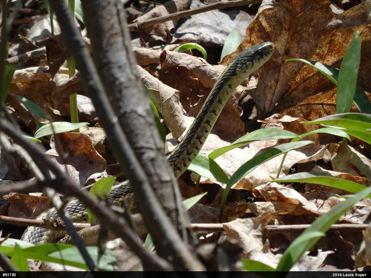 Eastern Gartersnake