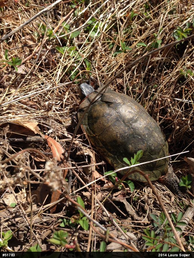 Wood Turtle