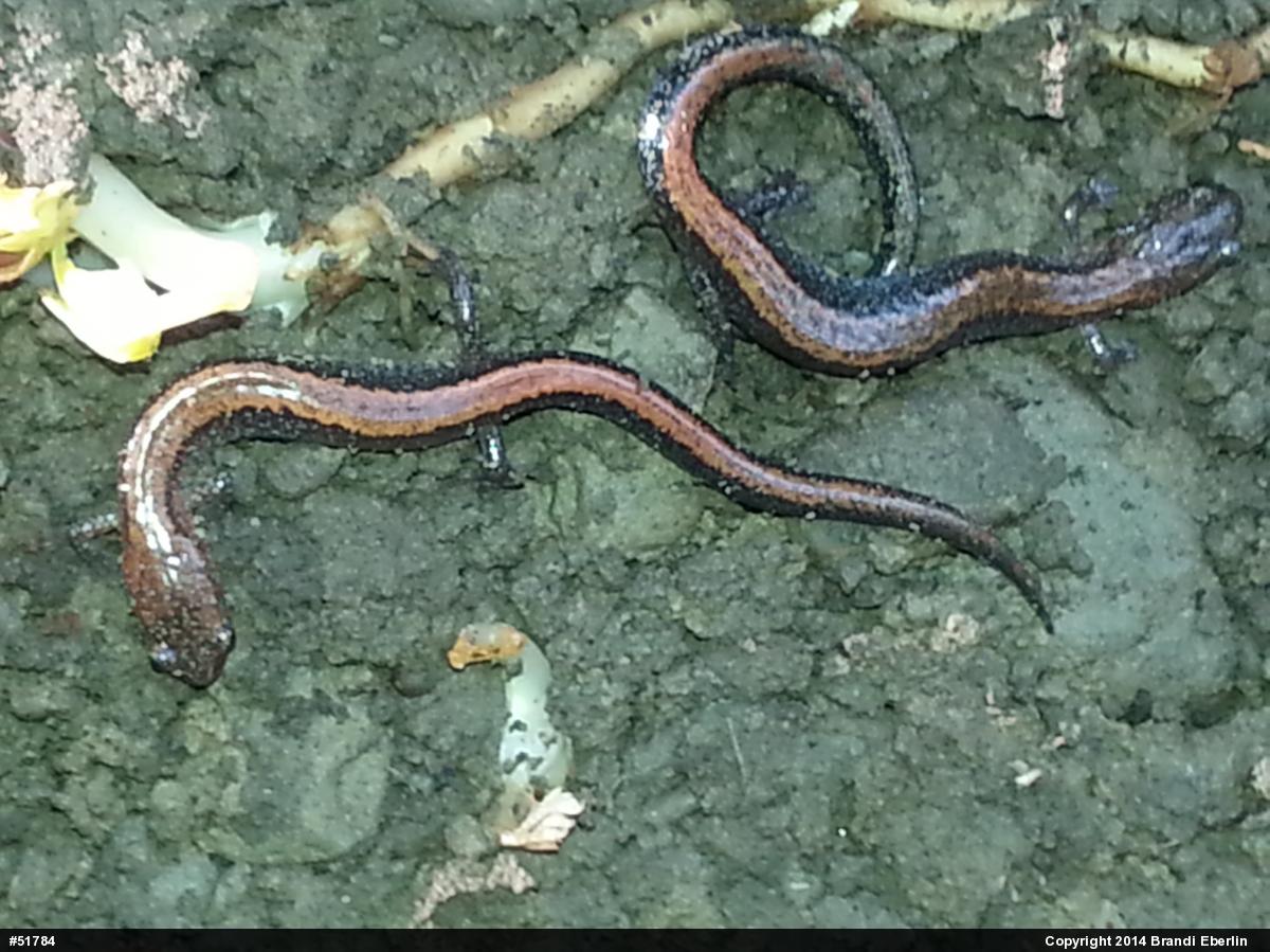 Eastern Red-backed  Salamander